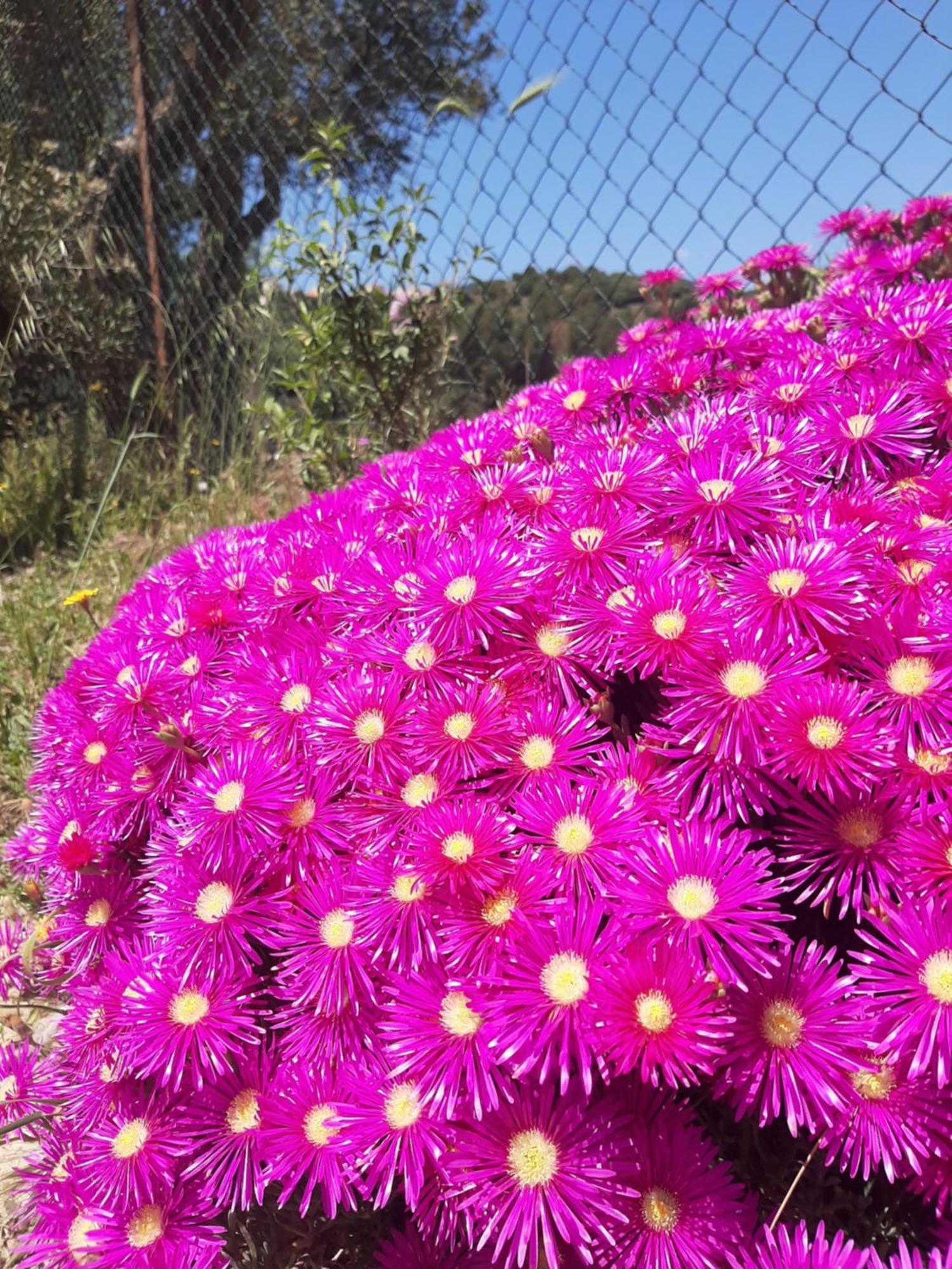 טאולאדה B&B Su Frascu Segau מראה חיצוני תמונה